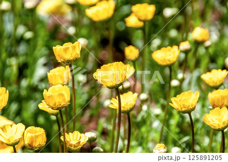 キンセンカ（金盞花】別名はカレンデュラ、ポットマリーゴールド 125891205