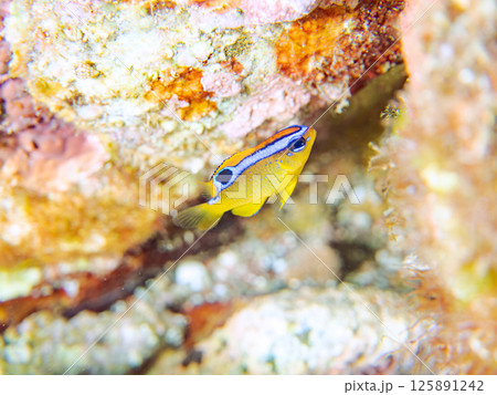 美しいミヤコキセンスズメダイ（スズメダイ科）の幼魚他。ヒリゾ浜中木南伊豆町伊豆半島静岡県2024 125891242