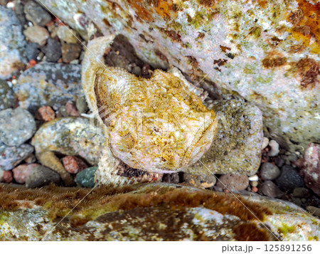 岩の間で完璧な擬態をする、美しいサツマカサゴ、ニライカサゴ（フサカサゴ科）他。ヒリゾ浜中木南伊豆町 125891256