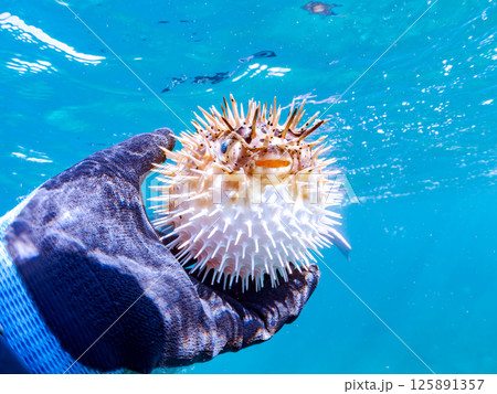膨らんだハリセンボンとスキンダイバーの半水面撮影。ヒリゾ浜中木南伊豆町伊豆半島静岡県2024 125891357