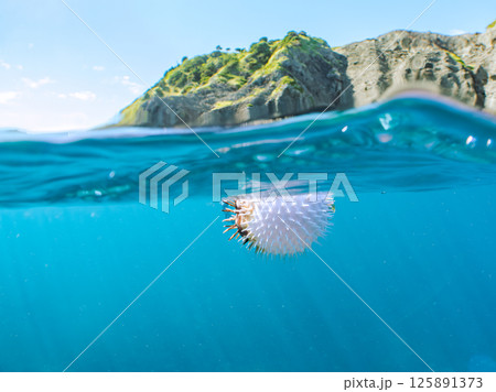 膨らんだハリセンボンとスキンダイバーの半水面撮影。ヒリゾ浜中木南伊豆町伊豆半島静岡県2024 125891373