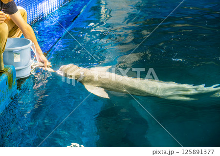 【#水族館】飼育員から餌をもらうスナメリ 【#水族館】飼育員から餌をもらうスナメリ 125891377