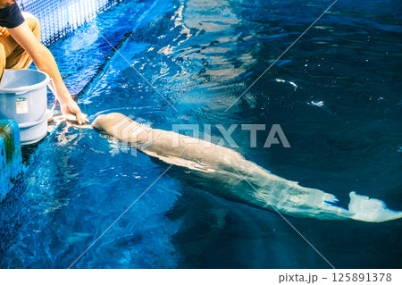 【#水族館】飼育員から餌をもらうスナメリ 【#水族館】飼育員から餌をもらうスナメリ 125891378