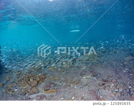 美しいキビナゴ（ニシン科）他の大群。水面にはスキンダイバーも泳いでいる。南伊豆町中木ヒリゾ浜2024 125891635