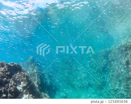 美しいキビナゴ（ニシン科）他の大群。水面にはスキンダイバーも泳いでいる。南伊豆町中木ヒリゾ浜2024 125891636