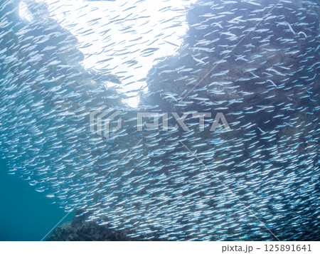 美しいキビナゴ(ニシン科)他の大群。水面にはスキンダイバーも泳いでいる。南伊豆町中木ヒリゾ浜2024 美しいキビナゴ(ニシン科)他の大群。水面にはスキンダイバーも泳いでいる。南伊豆町中木ヒリゾ浜2024 125891641
