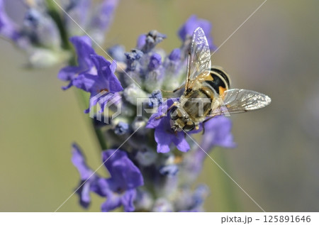 Eristalis is a large genus of hoverflies, family Syrphidae, Greece 125891646