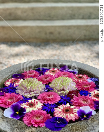 5月の花手水(ガーベラ・パンジー・サイネリア・菊)〈菅生神社/愛知県岡崎市〉 5月の花手水(ガーベラ・パンジー・サイネリア・菊)〈菅生神社/愛知県岡崎市〉 125891731