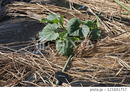 まくわ瓜の摘心 五月 まくわ瓜の摘心 五月 125891757