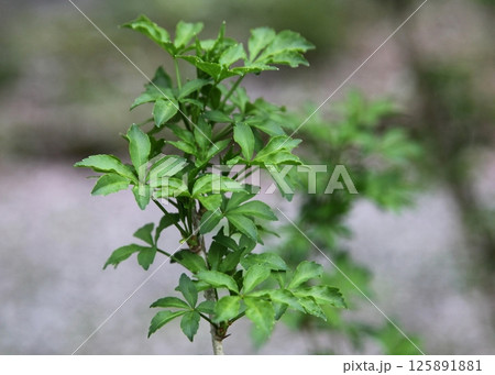 ヒメウコギの若い葉 125891881