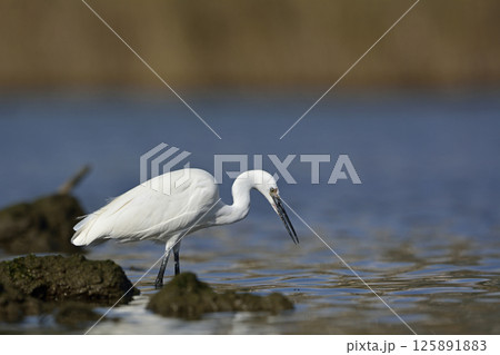 Little Egret (Egretta garzetta), Greece 125891883