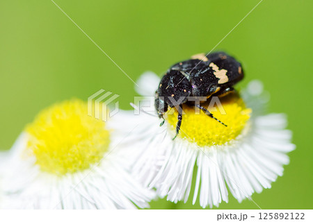 ハルジオンの花の花粉を食べるクロハナムグリ 125892122