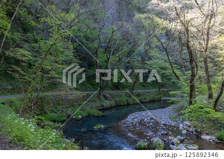 国定公園帝釈峡,遊歩道風景(広島県庄原市) 125892346