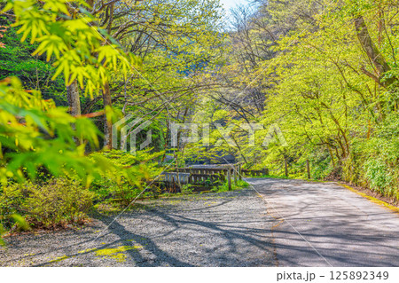 国定公園帝釈峡,遊歩道風景(広島県庄原市) 125892349