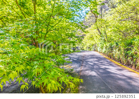 国定公園帝釈峡,遊歩道風景(広島県庄原市) 125892351