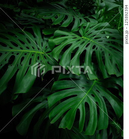 Tropical plant background with monstera leaves. Lush green foliage . Large monstera deliciosa growing in tropical climate 125892394