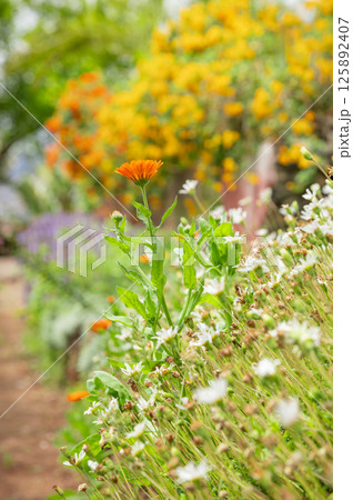 Blooming spring flowers in a flower bed, detail of petals, concept of spring coming in Mediterranean garden, sun Blooming spring flowers in a flower bed, detail of petals, concept of spring coming in Mediterranean garden, sun 125892407