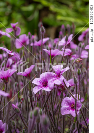 Blooming spring flowers in a flower bed, detail of petals, concept of spring coming in Mediterranean garden, sun 125892408
