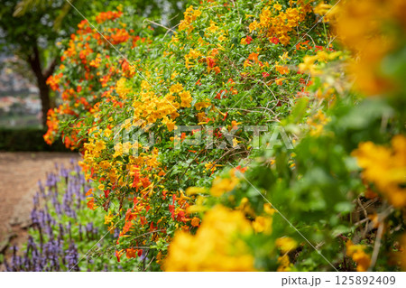 Blooming spring flowers in a flower bed, detail of petals, concept of spring coming in Mediterranean garden, sun Blooming spring flowers in a flower bed, detail of petals, concept of spring coming in Mediterranean garden, sun 125892409