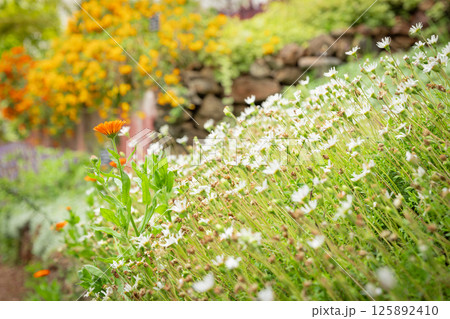 Blooming spring flowers in a flower bed, detail of petals, concept of spring coming in Mediterranean garden, sun 125892410