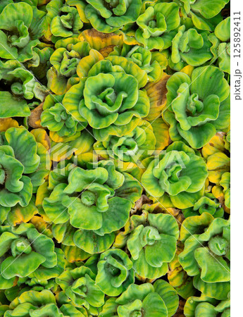 Close up tropical Green leaves texture and abstract background , Nature pattern Close up tropical Green leaves texture and abstract background , Nature pattern 125892411