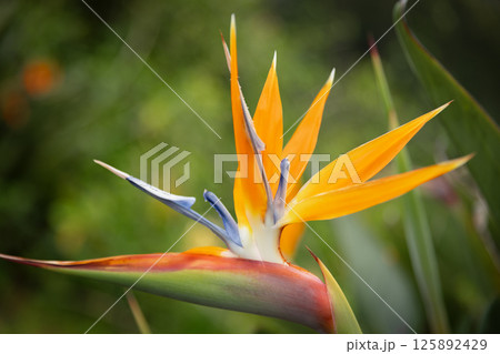 Macro Crane flower or Strelitzia reginaei , Madeira island, Portugal 125892429