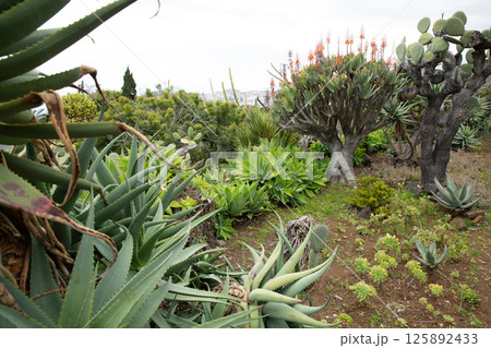 Beautiful Cactus and succulents in Madeira Botanical Garden (Jardim Botanico) in Funchal, Madeira Island, Portugal Beautiful Cactus and succulents in Madeira Botanical Garden (Jardim Botanico) in Funchal, Madeira Island, Portugal 125892433