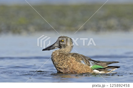 A Shoveler - Anas clypeata, Crete 125892458