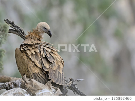 Griffon Vulture (Gyps fulvus), Crete Griffon Vulture (Gyps fulvus), Crete 125892460