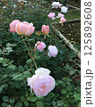 ピンクの可憐でかわらしいバラの花 125892608