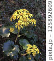 黄色い花がかわらしいツワブキの花 125892609