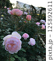 ピンク色の優しく咲くバラの花 125892611