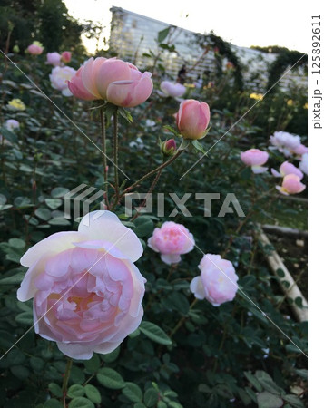 ピンク色の優しく咲くバラの花 125892611