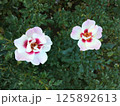 白と赤の可愛らしい姿のバラの花 125892613
