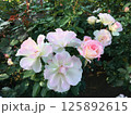 白とピンクの可愛らしいバラの花 125892615