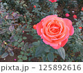 オレンジ色の華麗で可愛らしいバラの花 125892616