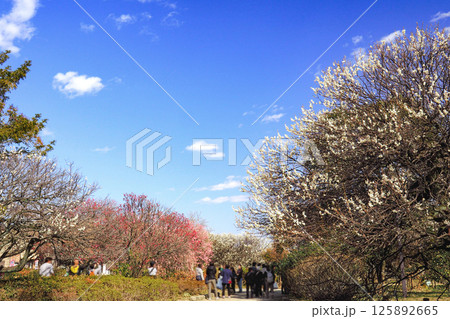 越谷梅林公園 梅まつり 125892665