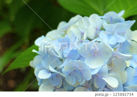 薄青色の紫陽花の様子 薄青色の紫陽花の様子 125892734