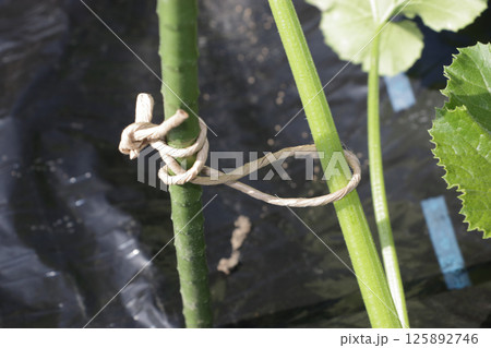 ズッキーニ畑　生育初期 125892746