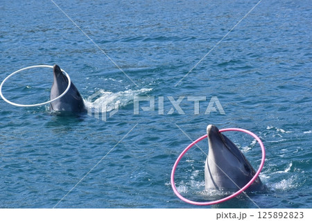 イルカ 哺乳類 大分 つくみイルカ島 イルカ 哺乳類 大分 つくみイルカ島 125892823