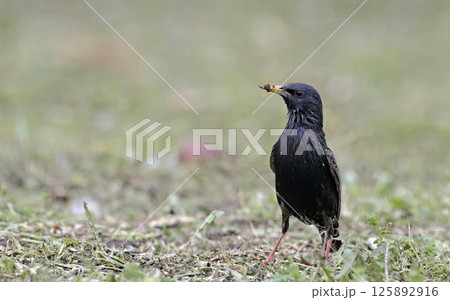 Starling - Sturnus vulgaris, Greece Starling - Sturnus vulgaris, Greece 125892916