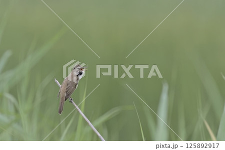 Great reed warbler (Acrocephalus arundinaceus), Greece Great reed warbler (Acrocephalus arundinaceus), Greece 125892917