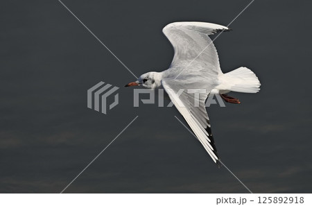 Black-headed Gull (Larus ridibundus), Greece 125892918