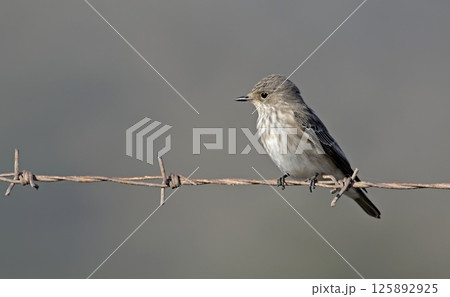 Spotted flycatcher (Muscicapa striata), Crete, Greece Spotted flycatcher (Muscicapa striata), Crete, Greece 125892925
