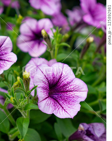 Petunia flower in in summer meadow. Petunia flower in in summer meadow. 125892981