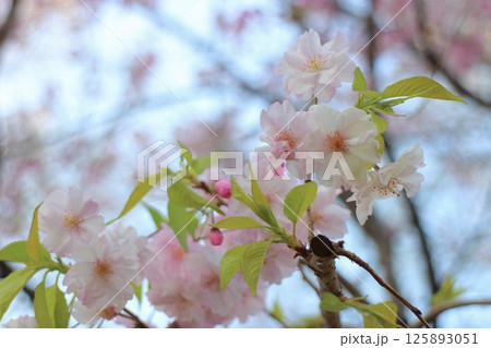 美しいピンク色の八重桜と葉っぱ 美しいピンク色の八重桜と葉っぱ 125893051