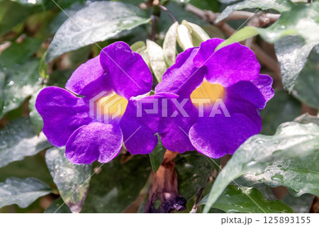 紫色の美しい花が咲くツンベルギア・エレクタ 125893155