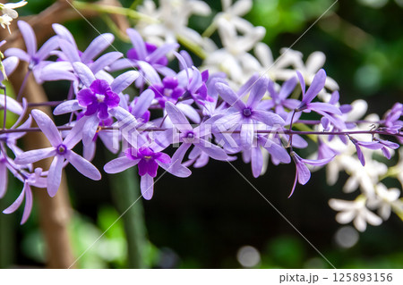 繊細かつ可憐な花であるペトレア 125893156