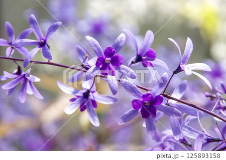 繊細かつ可憐な花であるペトレア  125893158