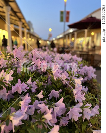 満開のピンクのツツジの花 125893268